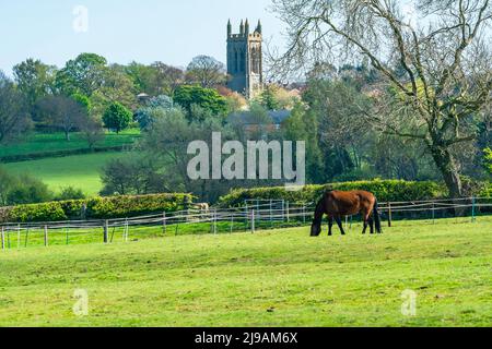 Campagna inglese con la chiesa di Sant'Andrea in lontananza nel villaggio di Whissendine in Rutland, Inghilterra Foto Stock