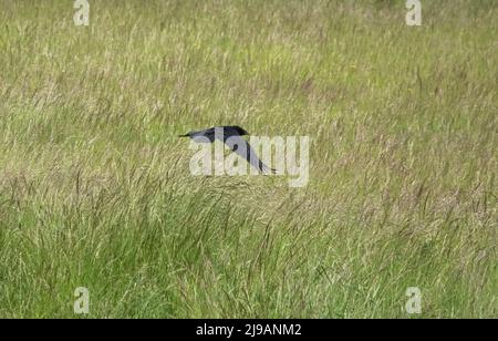 Corvo comune (Corvus Corax) in volo sul prato di Chalkland Foto Stock