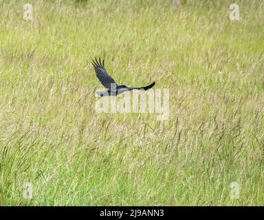 Corvo comune (Corvus Corax) in volo sul prato di Chalkland Foto Stock