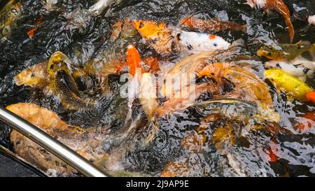 Nutrendo a molti pesci koi a mano nei grandi stagni di pesce Foto Stock