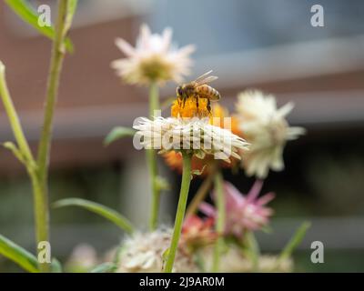 Natura, un bel Bee al centro interno di un bianco e giallo carta Daisy fiore nel sole d'autunno, ACT, Australia Foto Stock