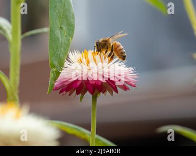 Natura, una bellissima ape che raccoglie polline per la produzione di miele dall'interno di un fiore di margherita di carta rosa, bianca e gialla, al sole autunnale Foto Stock
