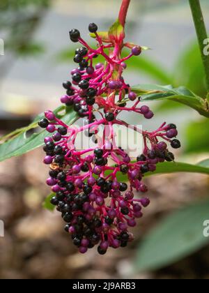 Myra Medinilla Myriantha o orchidea malese, grappolo penduloso di bacche viola rosa non commestibili che sono la fase finale dei fiori, Australia Foto Stock