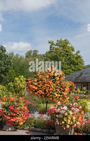 Giardini botanici, Singleton Park, Swansea, Galles del Sud, Regno Unito Foto Stock