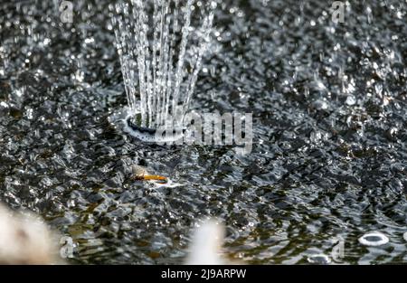 una mayfly che muore galleggia in acqua turbolenta sotto una fontana d'acqua del giardino Foto Stock