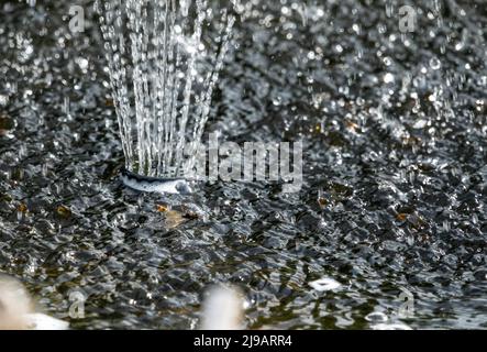 una mayfly che muore galleggia in acqua turbolenta sotto una fontana d'acqua del giardino Foto Stock