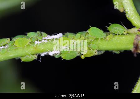 Nasturzio apide Aphis nasturtii allare altri stadi su foglia di uno dei suoi ospiti, il jackalberry. Foto Stock