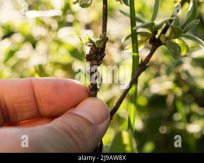 insetti in scala marrone su un gambo di pianta; gambo di pianta infestato da insetti di scala Foto Stock