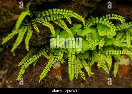 Le facciate Evergreen di Asplenium trichomanes, la spleenwort di maidenhair e il trifoglio, che crescono tra rocce ricoperte di muschio e licheni rossi Foto Stock