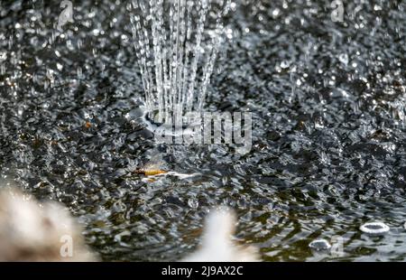 una mayfly che muore galleggia in acqua turbolenta sotto una fontana d'acqua del giardino Foto Stock