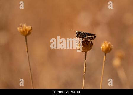 Bella foto ravvicinata di un cavallino (probabilmente un Grasshopper della Sierra Nevadan, Chorthippus nevadensis) seduto su testa di fiori secchi, Sierra Nevada Foto Stock