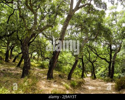 Alberi di sughero nella Sierra de Grazalema, vicino Ubrique, Andalusia, Spagna Foto Stock