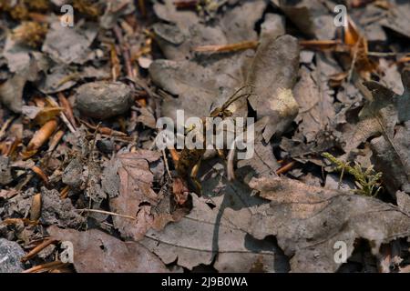 Longhorn Beetle Rhagium, sycophanta Cerambycidae, seduta su corteccia di quercia, foto macro Foto Stock