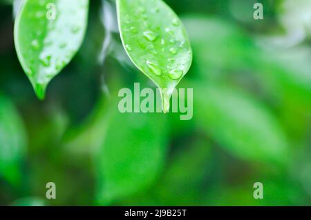 banyan o Ficus anulnata o ficus bengalensis , MORACEAE albero e goccia di rugiada o goccia di pioggia Foto Stock