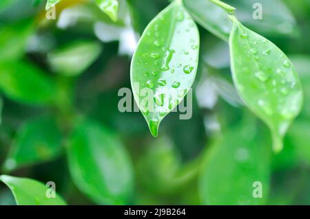 banyan o Ficus anulnata o ficus bengalensis , MORACEAE albero e goccia di rugiada o goccia di pioggia Foto Stock