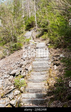 Rania, Grison, Svizzera, 12 aprile, 2022 passi su un sentiero escursionistico attraverso una foresta Foto Stock