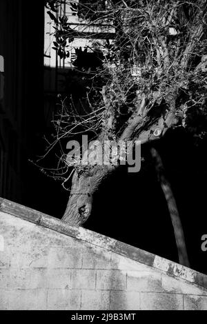 Bianco e nero di un vecchio albero secco in città. Foto Stock