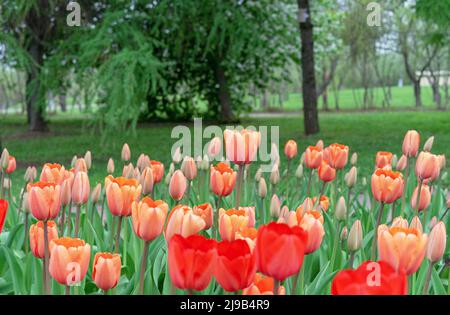 Letto di fiori con tulipani rossi e arancioni. Fioritura dei tulipani di Gesner. Prima primavera fiori. Foto Stock