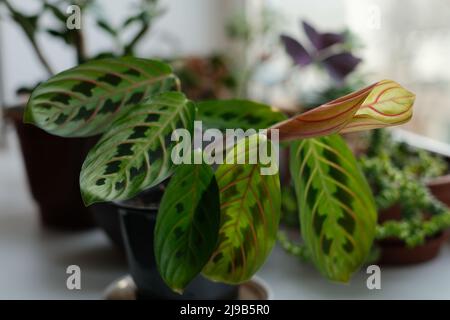 Pianta di preghiera su un davanzale. Maranta fiore circondato da altre piante. Foglie verdi con macchie scure e vene rosse. Piantando domestico. Nuovo growt fogliare Foto Stock