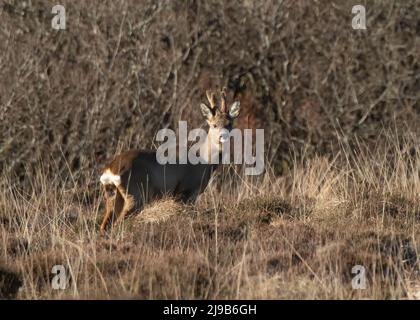 Deer Roe (Capreolus capreolus), buck, Loch Gorm, Islay, Ebridi interne Foto Stock