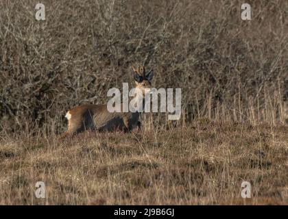 Deer Roe (Capreolus capreolus), buck, Loch Gorm, Islay, Ebridi interne Foto Stock