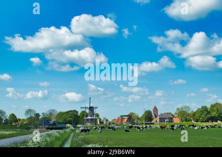 Tipico paesaggio olandese con mucche in un prato, un mulino a vento e un villaggio tradizionale con una torre della chiesa. Garnwerd, provincia di Groningen, Paesi Bassi Foto Stock