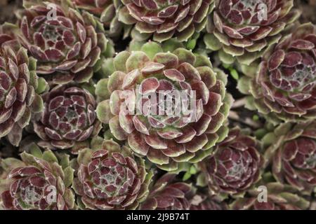 Succulento Sempervivum Arachnoideum. Sempervivum ciliosum. Primo piano Foto Stock