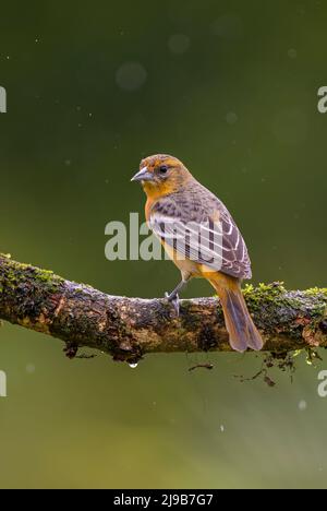 Tanager colorato di fiamma - Piranga bidentata, uccello songbird colorato bello dalle foreste e dai boschi dell'America centrale, Costa Rica. Foto Stock