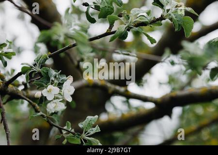 La mela fiorisce in primavera con il tempo nuvoloso. Primo piano. Foto di alta qualità Foto Stock