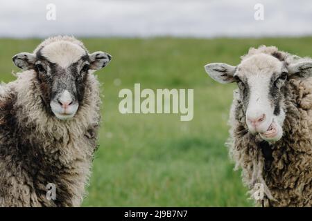 Primo piano di due pecore su uno sfondo di erba verde guardando la macchina fotografica. Foto di alta qualità Foto Stock