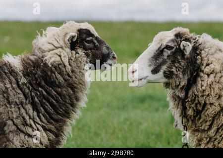 Primo piano di due pecore che si guardano l'un l'altro su uno sfondo di erba verde. Foto di alta qualità Foto Stock