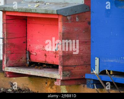 api di miele nei loro alveari in primavera Foto Stock