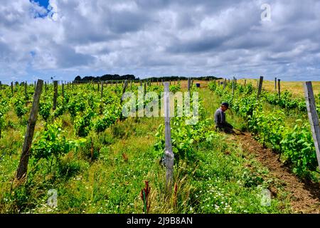 Francia, Morbihan, Golfo di Morbihan, Isola d'Arz, vigneto Foto Stock