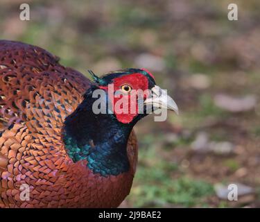 Pephesant comune serching per cibo sul pavimento del bosco Foto Stock