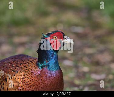 Pephesant comune serching per cibo sul pavimento del bosco Foto Stock