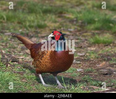 Pephesant comune serching per cibo sul pavimento del bosco Foto Stock