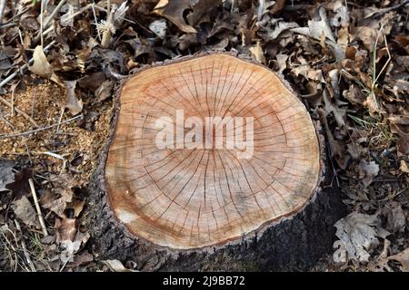 Un primo piano di un ceppo di albero appena tagliato Foto Stock