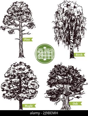 Quattro diversi alberi decidui di schizzo insieme con pino acero betulla e quercia isolato su sfondo bianco doodle illustrazione vettoriale Illustrazione Vettoriale