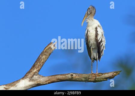 Cicogna di legno arroccato su un ramo in cima ad un albero, con uno sfondo blu cielo Foto Stock