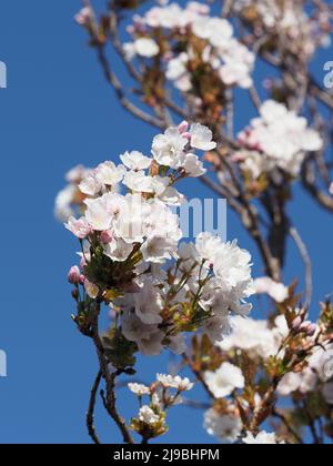 Primo piano del rosa pallido e bianco fiore & germogli su un 6 metri di altezza, Prunus Serrulata matura, Amanogawa, ornamentale ciliegio giapponese. Foto Stock