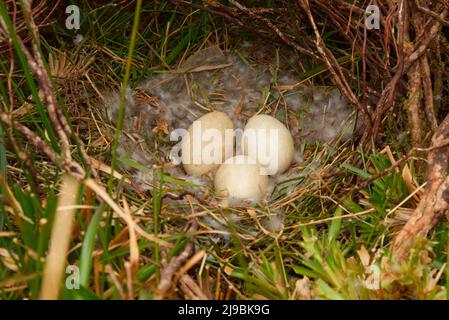 Nido d'oca grigielag in brughiera aperta, Isole Orkney Foto Stock