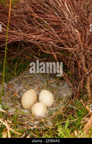 Nido d'oca grigielag in brughiera aperta, Isole Orkney Foto Stock
