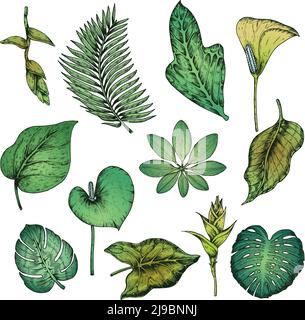 Piante tropicali disegnate a mano verde con monstera di palme da cocco e foglie di frangipani isolato illustrazione vettoriale Illustrazione Vettoriale