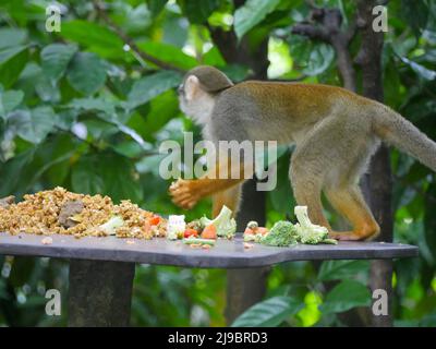 Scoiattolo scimmia mangiare cibo. Le scimmie scoiattolo sono scimmie del nuovo mondo del genere saimiri. Saimiri è l'unico genere della sottofamiglia Saimirinae. Foto Stock