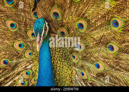 Il pavone indiano o peafowl indiano maschio che sparge ali. Diffonde la sua coda piume tutto nella sua gloria per attrarre il peahen femminile. Foto Stock