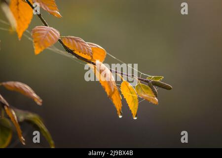 Primo piano di una betulla d'argento in un nebbiosa giornata d'autunno. Foto Stock