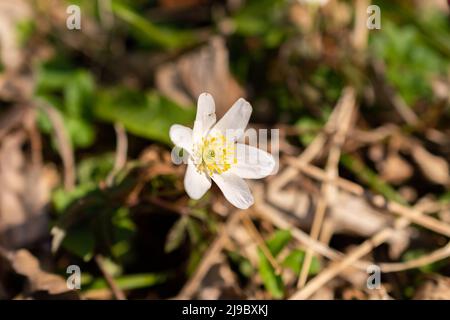 Schaan, Liechtenstein, 4 aprile 2022 piccolo fiore bianco Anemone Sylvestris o Snowdrop in una foresta in primavera Foto Stock