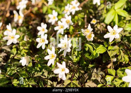 Schaan, Liechtenstein, 4 aprile 2022 piccolo fiore bianco Anemone Sylvestris o Snowdrop in una foresta in primavera Foto Stock