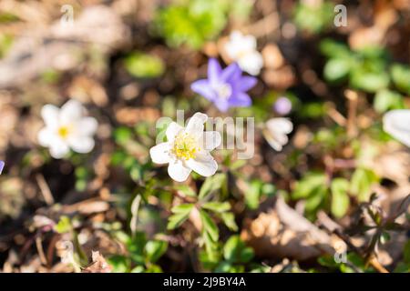 Schaan, Liechtenstein, 4 aprile 2022 piccolo fiore bianco Anemone Sylvestris o Snowdrop in una foresta in primavera Foto Stock