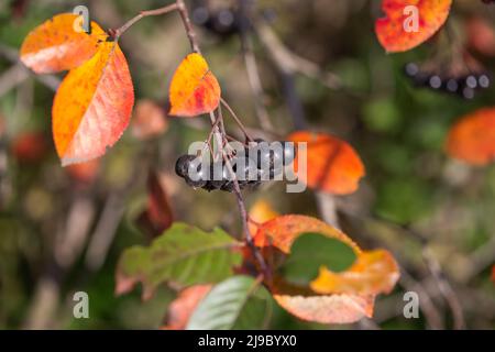 Bacche di chokeberry mature in autunno, fuoco selettivo, sfondo sfocato Foto Stock